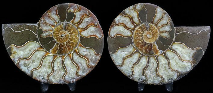 Polished Ammonite Pair - Agatized #45483